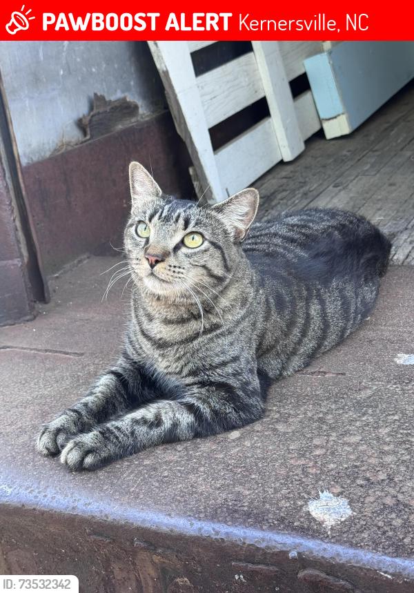 Lost Male Cat last seen Farmers market in colfax, Kernersville, NC 27284