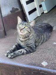 Lost Male Cat last seen Farmers market in colfax, Kernersville, NC 27284