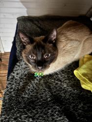 Lost Male Cat last seen Near se Morrison st Portland Oregon 97214, Portland, OR 97214