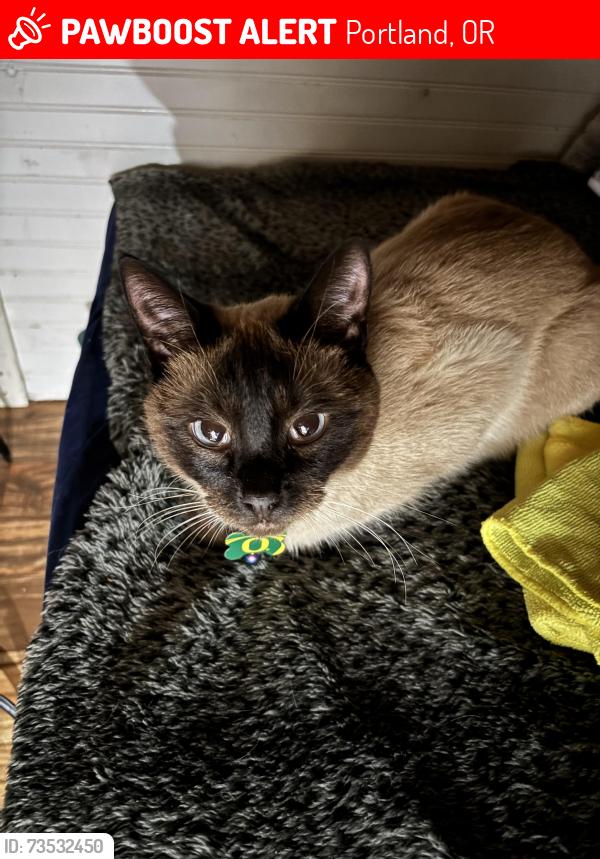 Lost Male Cat last seen Near se Morrison st Portland Oregon 97214, Portland, OR 97214