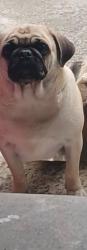 Lost Female Dog last seen Adélia rapanelli coccaro 74, Jardim Camila, SP 08720-080