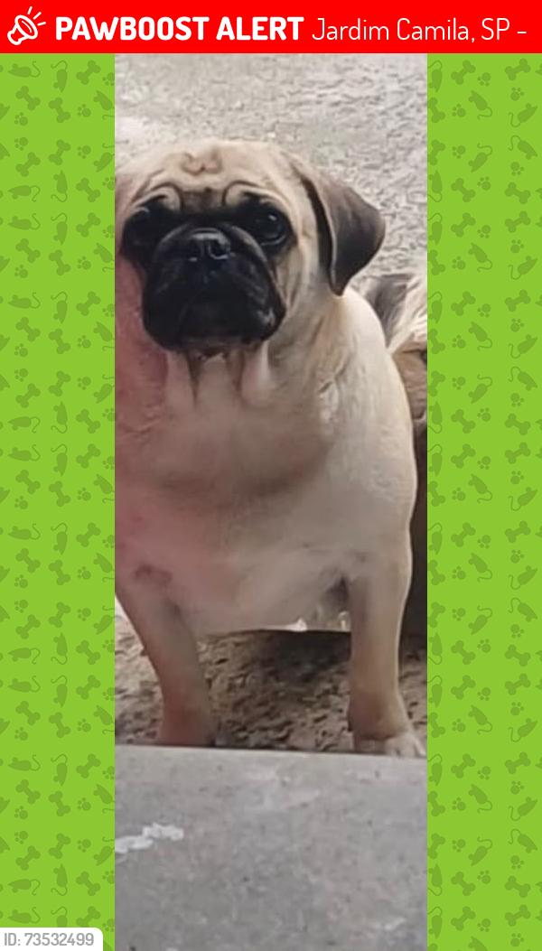 Lost Female Dog last seen Adélia rapanelli coccaro 74, Jardim Camila, SP 08720-080