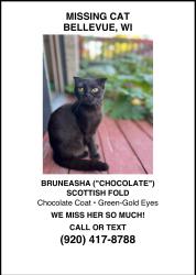 Lost Female Cat last seen Near Allouez Ave, Green Bay, WI 54311