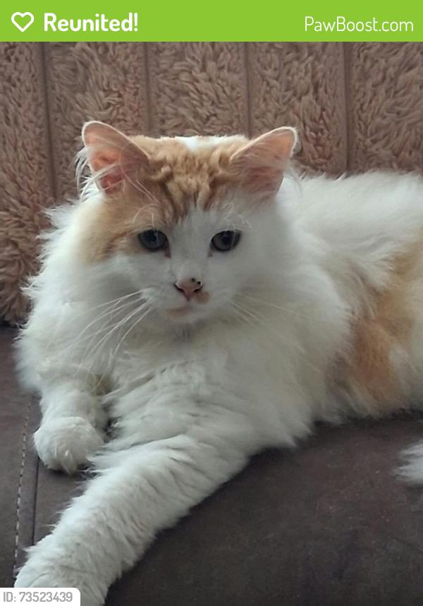 Reunited Male Cat last seen Woodstock Road, Belfast, Northern Ireland 
