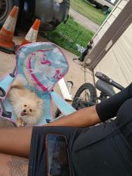 Lost Male Dog last seen Ellis st 77489 n nickel dr, Aberfoyle Park, SA 5159