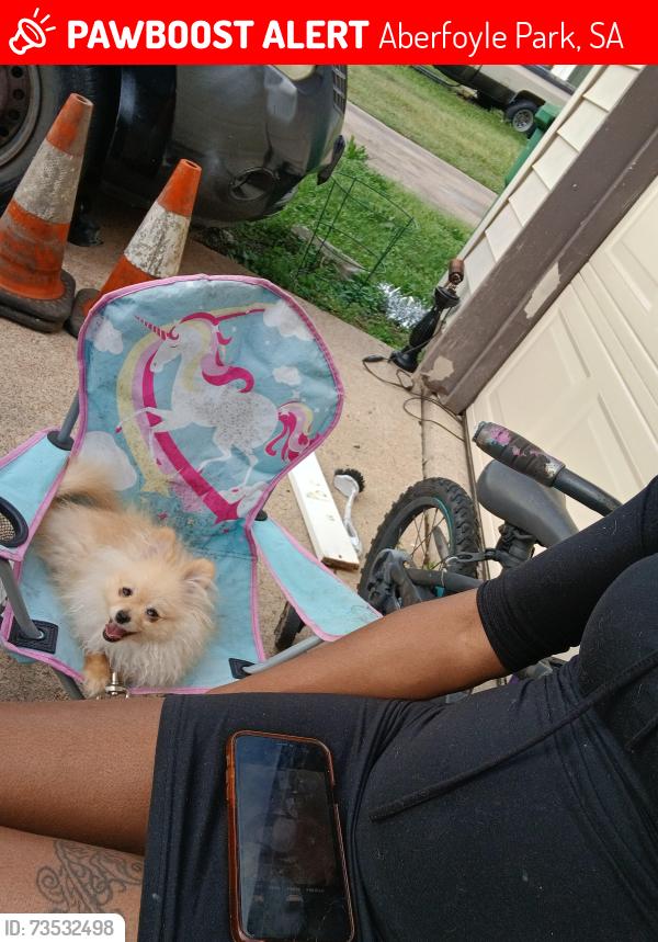 Lost Male Dog last seen Ellis st 77489 n nickel dr, Aberfoyle Park, SA 5159
