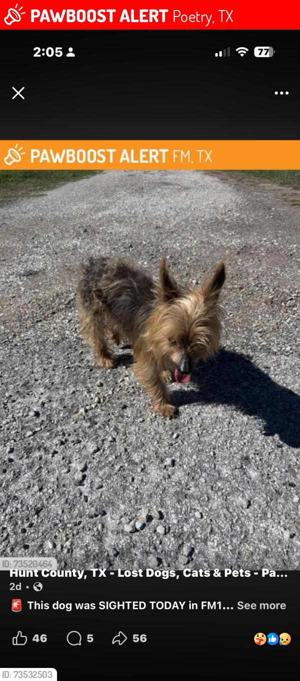 Lost Female Dog last seen Greenmeadow ln, Poetry, TX 75160