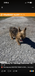 Lost Female Dog last seen Greenmeadow ln, Poetry, TX 75160