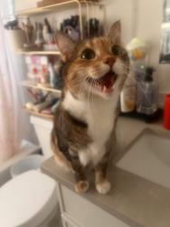 Found/Stray Female Cat last seen Near Clermont St, Denver, CO 80220