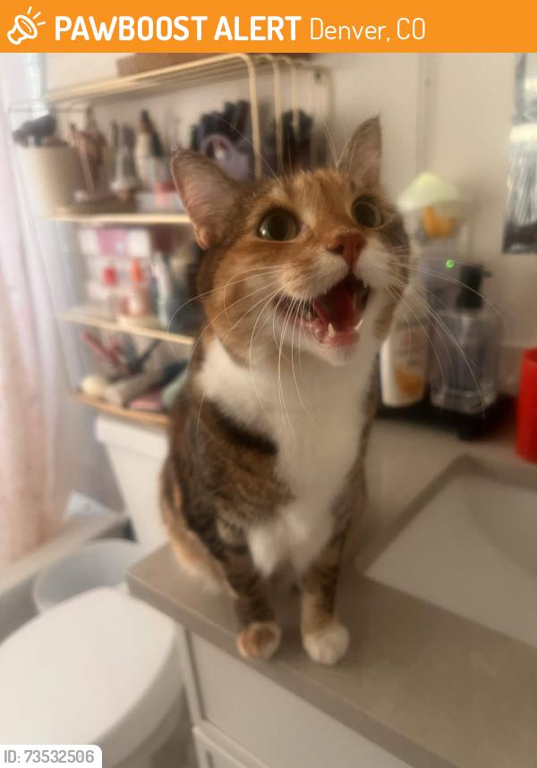 Found/Stray Female Cat last seen Near Clermont St, Denver, CO 80220
