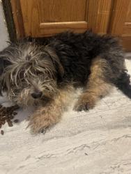 Found/Stray Male Dog last seen Howard st, New Haven, CT 06510