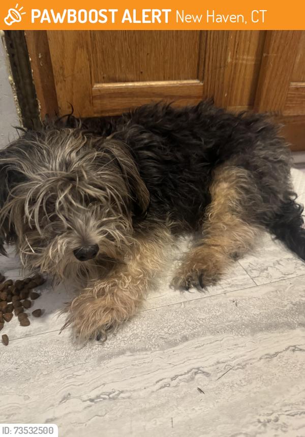 Found/Stray Male Dog last seen Howard st, New Haven, CT 06510