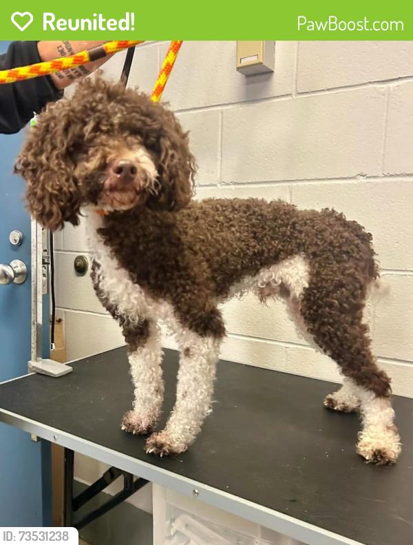 Reunited Male Dog last seen Rice and Wheelock, Saint Paul, MN 55117