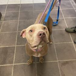 Shelter Stray Male Dog last seen , 4900 Milgen Rd, Columbus, GA 31907, USA