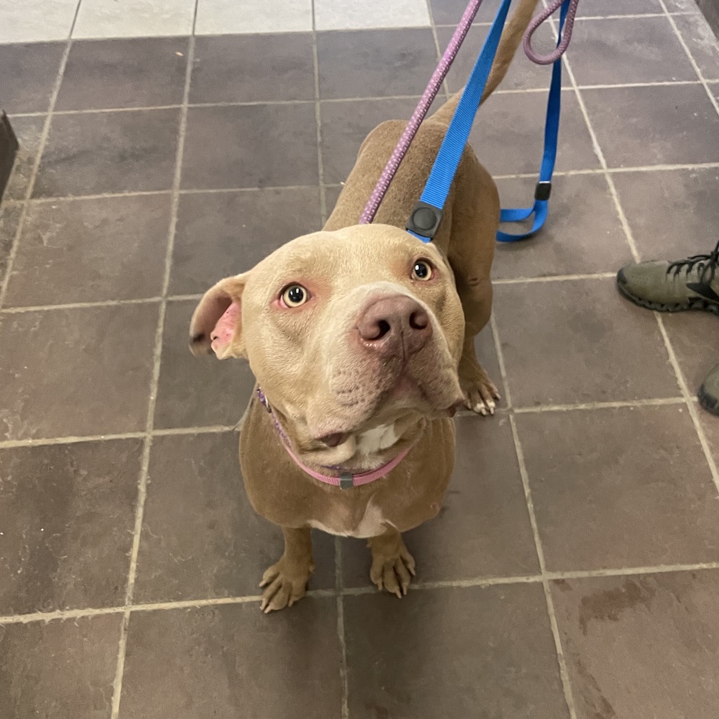 Shelter Stray Male Dog last seen , 4900 Milgen Rd, Columbus, GA 31907, USA