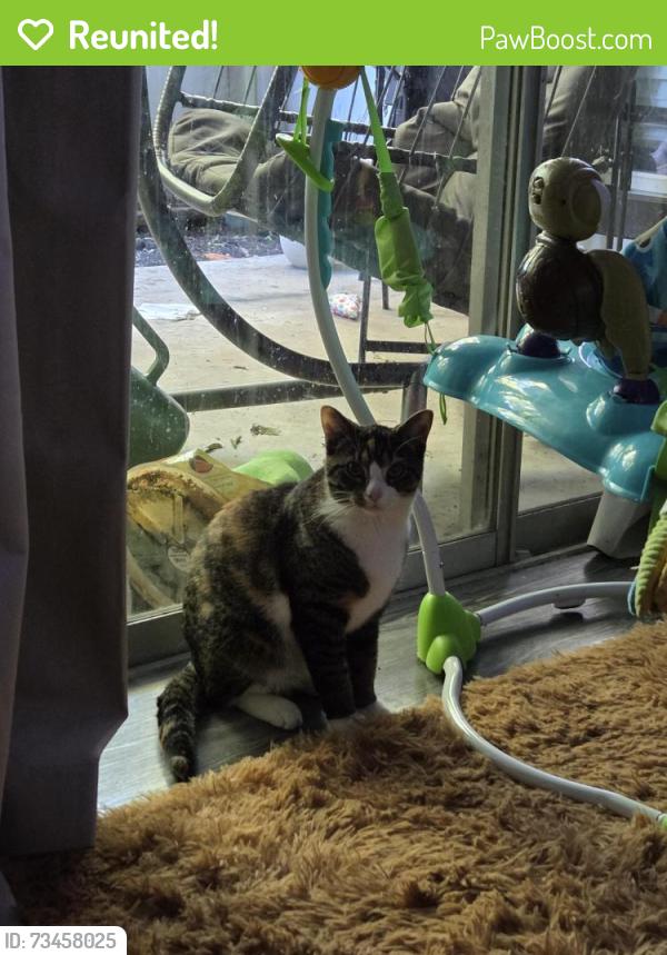 Reunited Female Cat last seen Lake rd, rancier ave, the grove apmts, Killeen, TX 76543