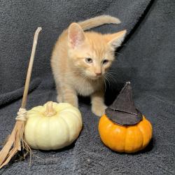 Shelter Stray Male Cat last seen , 361 S Raymond Ave, Pasadena, CA 91105, USA