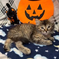 Shelter Stray Female Cat last seen , 361 S Raymond Ave, Pasadena, CA 91105, USA