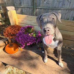 Shelter Stray Female Dog last seen , 2960 Shafto Rd, Tinton Falls, NJ 07753, USA