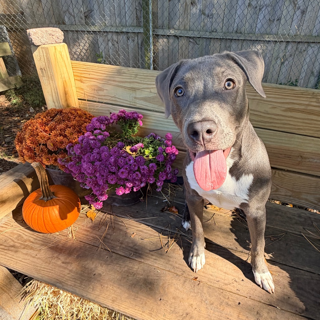 Shelter Stray Female Dog last seen , 2960 Shafto Rd, Tinton Falls, NJ 07753, USA
