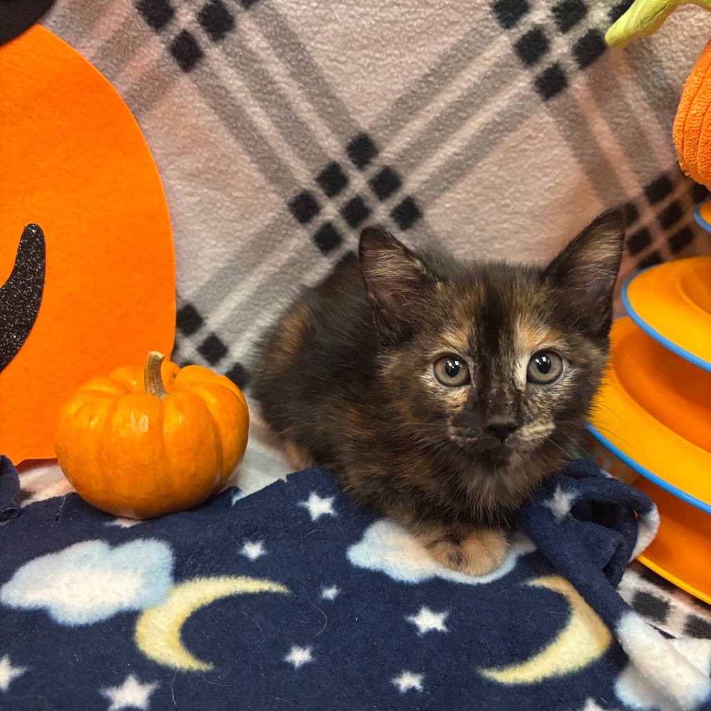 Shelter Stray Female Cat last seen , 361 S Raymond Ave, Pasadena, CA 91105, USA