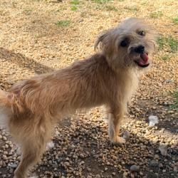 Shelter Stray Female Dog last seen , 2960 Shafto Rd, Tinton Falls, NJ 07753, USA