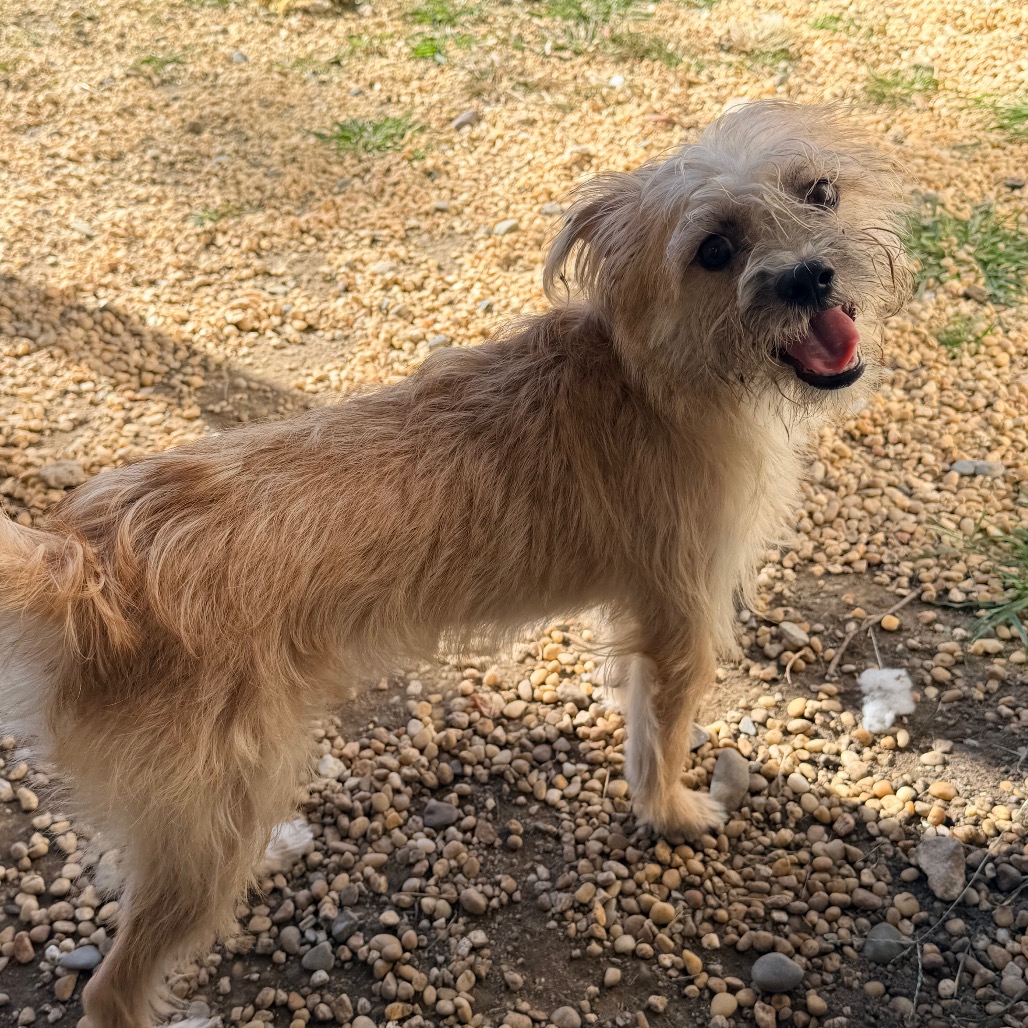 Shelter Stray Female Dog last seen , 2960 Shafto Rd, Tinton Falls, NJ 07753, USA