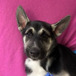 Shelter Stray Male Dog last seen , 361 S Raymond Ave, Pasadena, CA 91105, USA