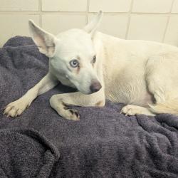 Shelter Stray Female Dog last seen , 2207 Finfeather Rd, Bryan, TX 77801, USA
