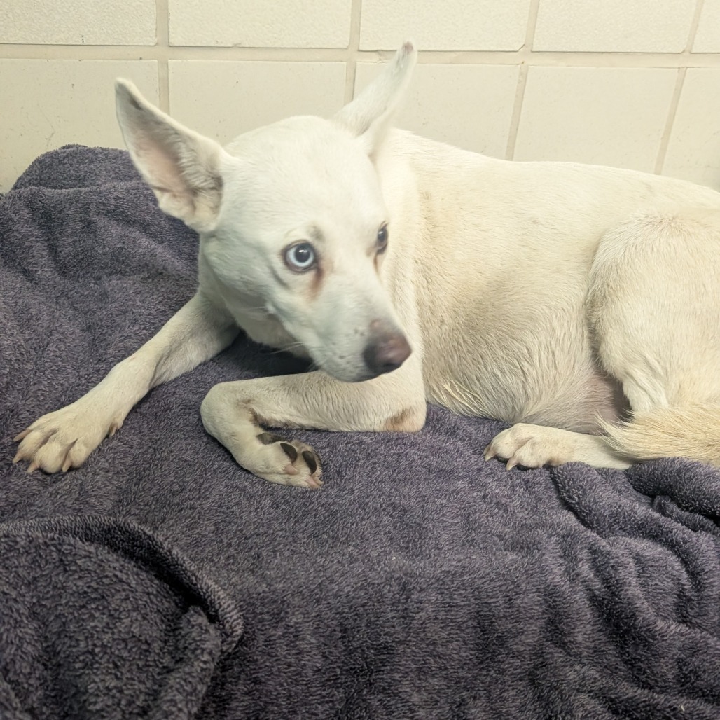 Shelter Stray Female Dog last seen , 2207 Finfeather Rd, Bryan, TX 77801, USA