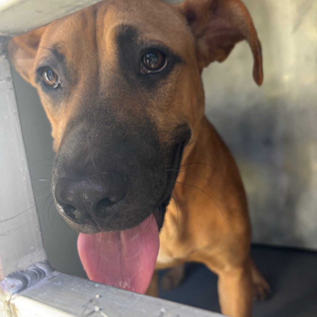 Shelter Stray Female Dog last seen , 980 Guilford College Rd, Greensboro, NC 27409, USA