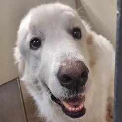 Shelter Stray Male Dog last seen , 11665 US-89, Flagstaff, AZ 86004, USA