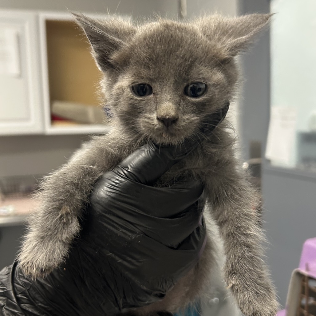 Shelter Stray Male Cat last seen , 328 Furman Hall Rd, Greenville, SC 29609, USA