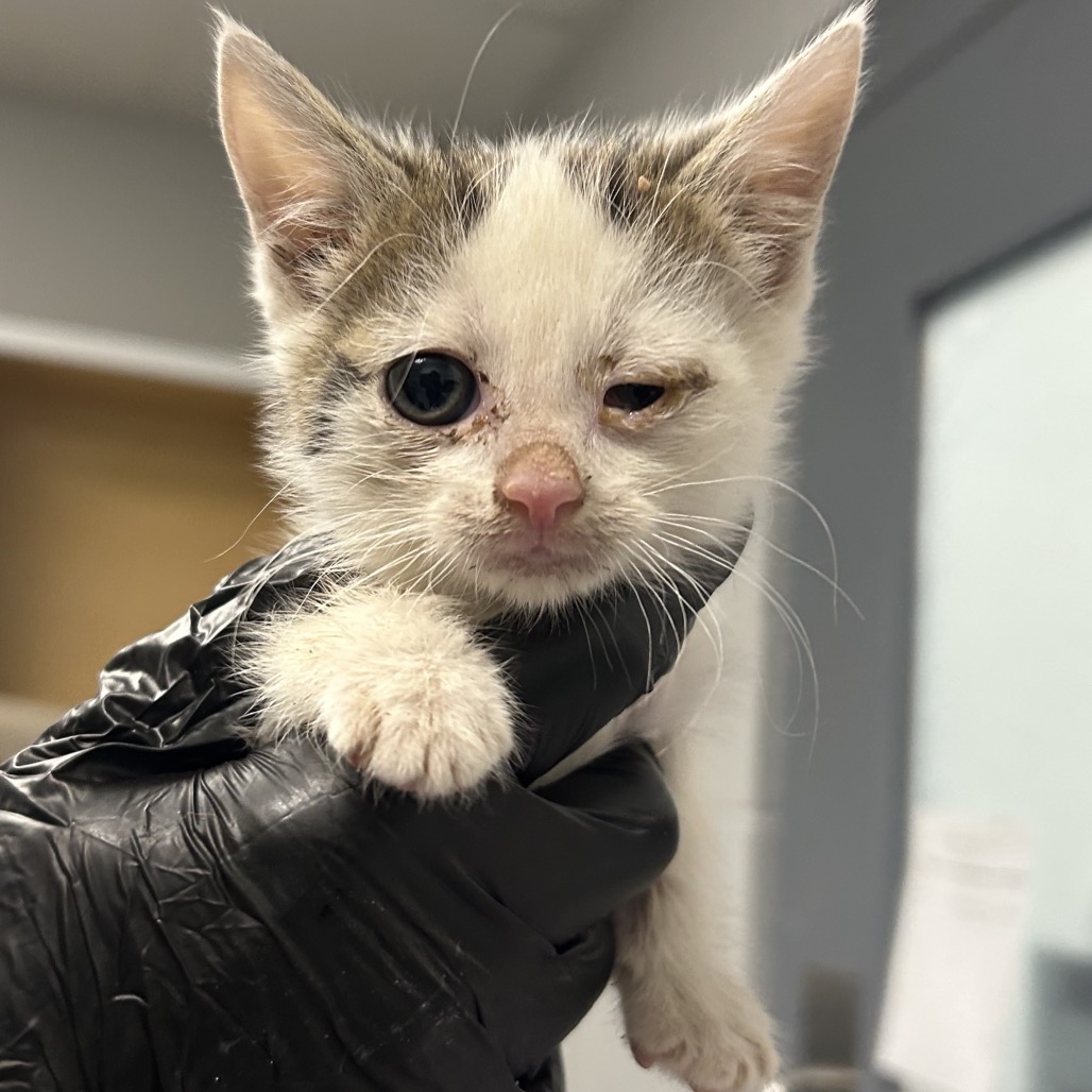 Shelter Stray Female Cat last seen , 328 Furman Hall Rd, Greenville, SC 29609, USA