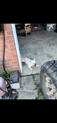 Found/Stray Unknown Dog last seen College Woods Neighborhood, Thomasville, NC 27360