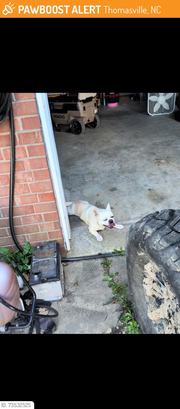 Found/Stray Unknown Dog last seen College Woods Neighborhood, Thomasville, NC 27360