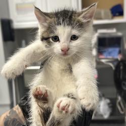 Shelter Stray Female Cat last seen , 328 Furman Hall Rd, Greenville, SC 29609, USA