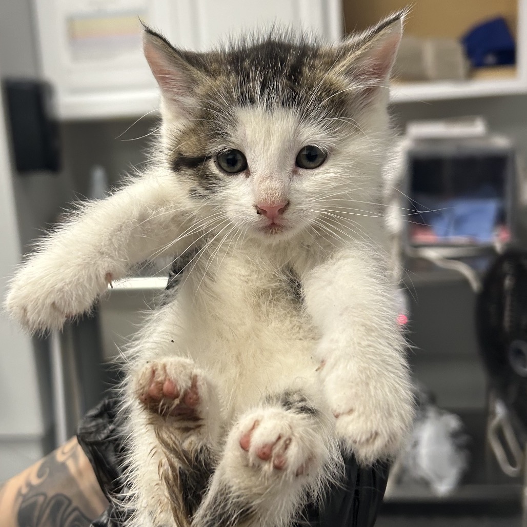 Shelter Stray Female Cat last seen , 328 Furman Hall Rd, Greenville, SC 29609, USA