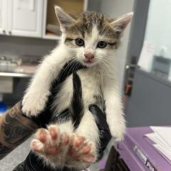 Shelter Stray Female Cat last seen , 328 Furman Hall Rd, Greenville, SC 29609, USA