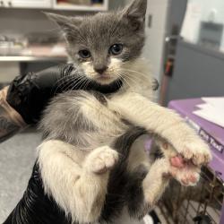 Shelter Stray Female Cat last seen , 328 Furman Hall Rd, Greenville, SC 29609, USA