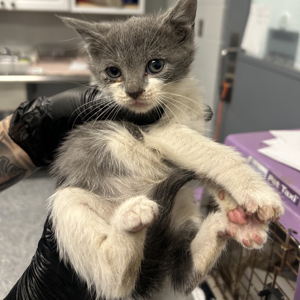 Shelter Stray Female Cat last seen , 328 Furman Hall Rd, Greenville, SC 29609, USA