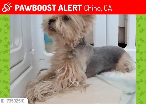 Lost Male Dog last seen Bay Laurel st cross Huckleberry Ave, Chino, CA 91708