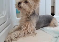 Lost Male Dog last seen Bay Laurel st cross Huckleberry Ave, Chino, CA 91708