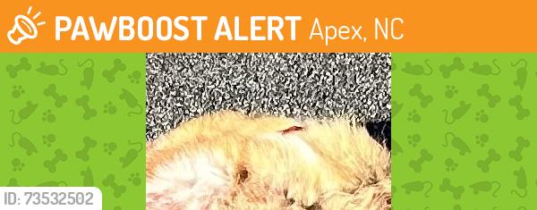 Found/Stray Unknown Cat last seen Holly Springs Road and Kildaire Farm Road, Apex, NC 27539