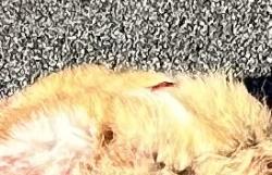 Found/Stray Unknown Cat last seen Holly Springs Road and Kildaire Farm Road, Apex, NC 27539