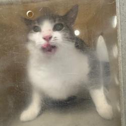 Shelter Stray Male Cat last seen , Animal Care & Control Team of Philly, 111 W Hunting Park Ave, Philadelphia, PA 19140, USA