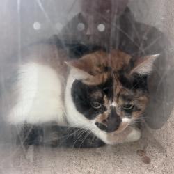 Shelter Stray Female Cat last seen , Animal Care & Control Team of Philly, 111 W Hunting Park Ave, Philadelphia, PA 19140, USA