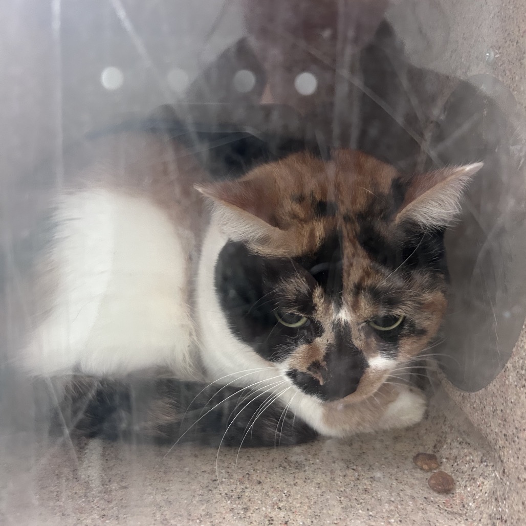 Shelter Stray Female Cat last seen , Animal Care & Control Team of Philly, 111 W Hunting Park Ave, Philadelphia, PA 19140, USA