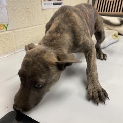 Shelter Stray Female Dog last seen , 2350 Appling City Cove, Memphis, TN 38133, USA