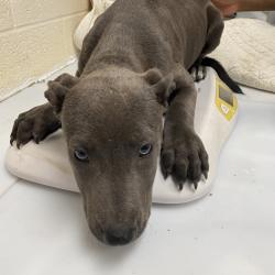 Shelter Stray Female Dog last seen , 2350 Appling City Cove, Memphis, TN 38133, USA